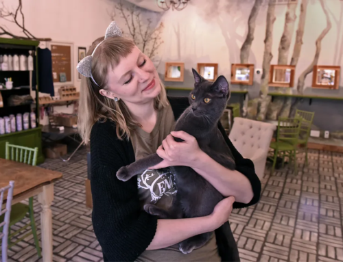 Kitty Kisses Cat Café Featured In Reno Gazette-Journal