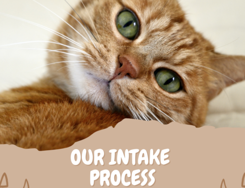 What is the Intake Process Like at Kitty Kisses Cat Café?